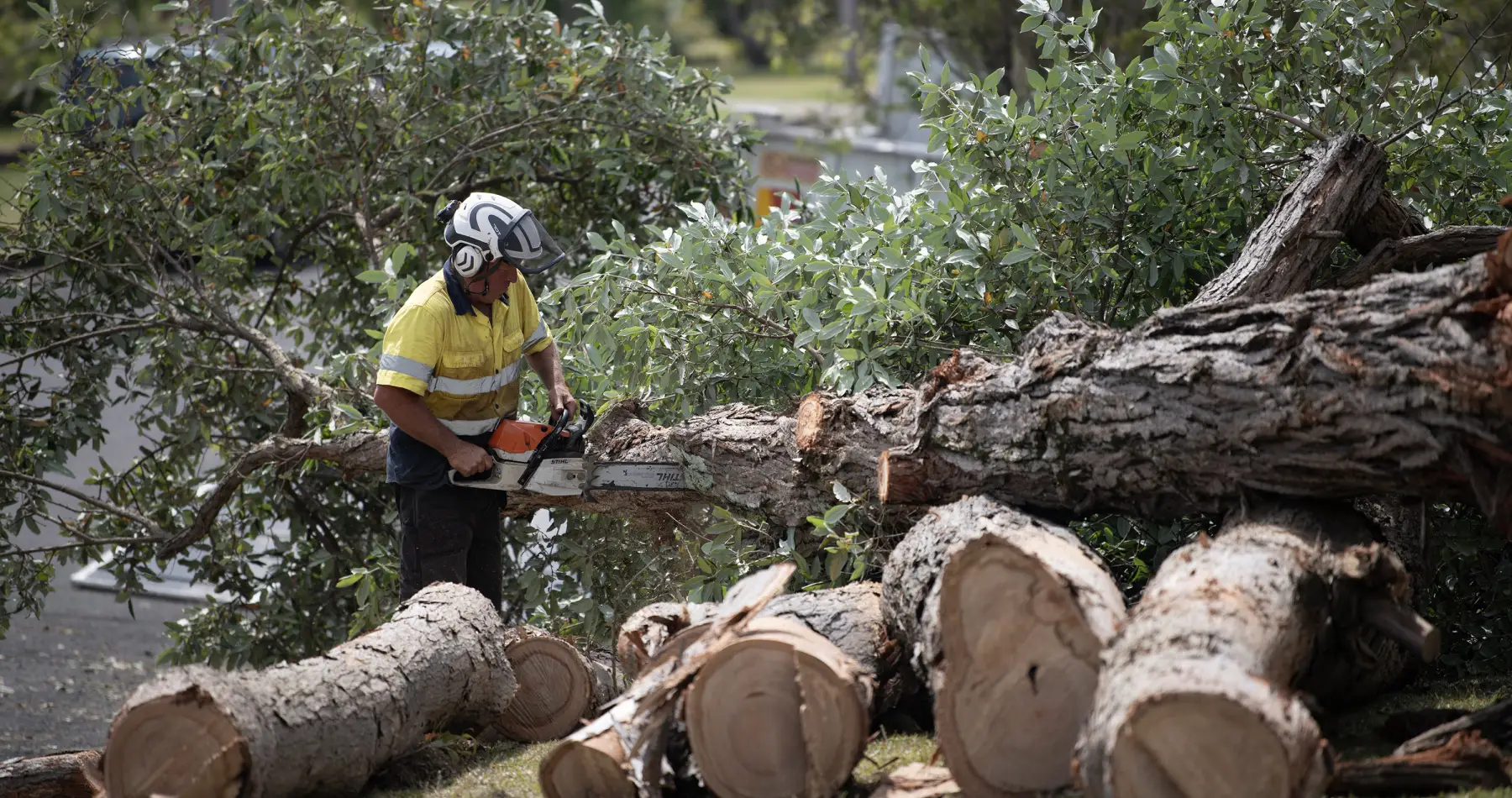 Mollymook Large Tree Clean Up