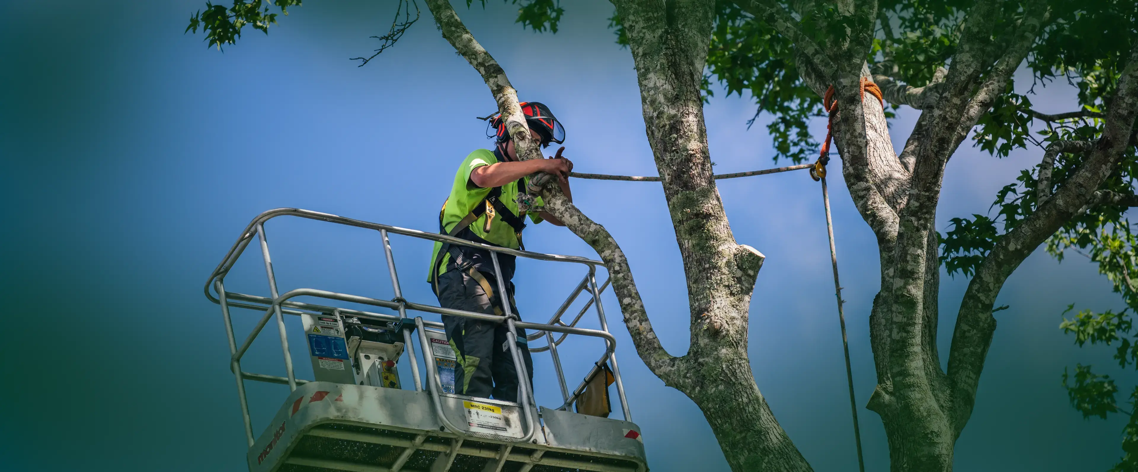Tree Removal