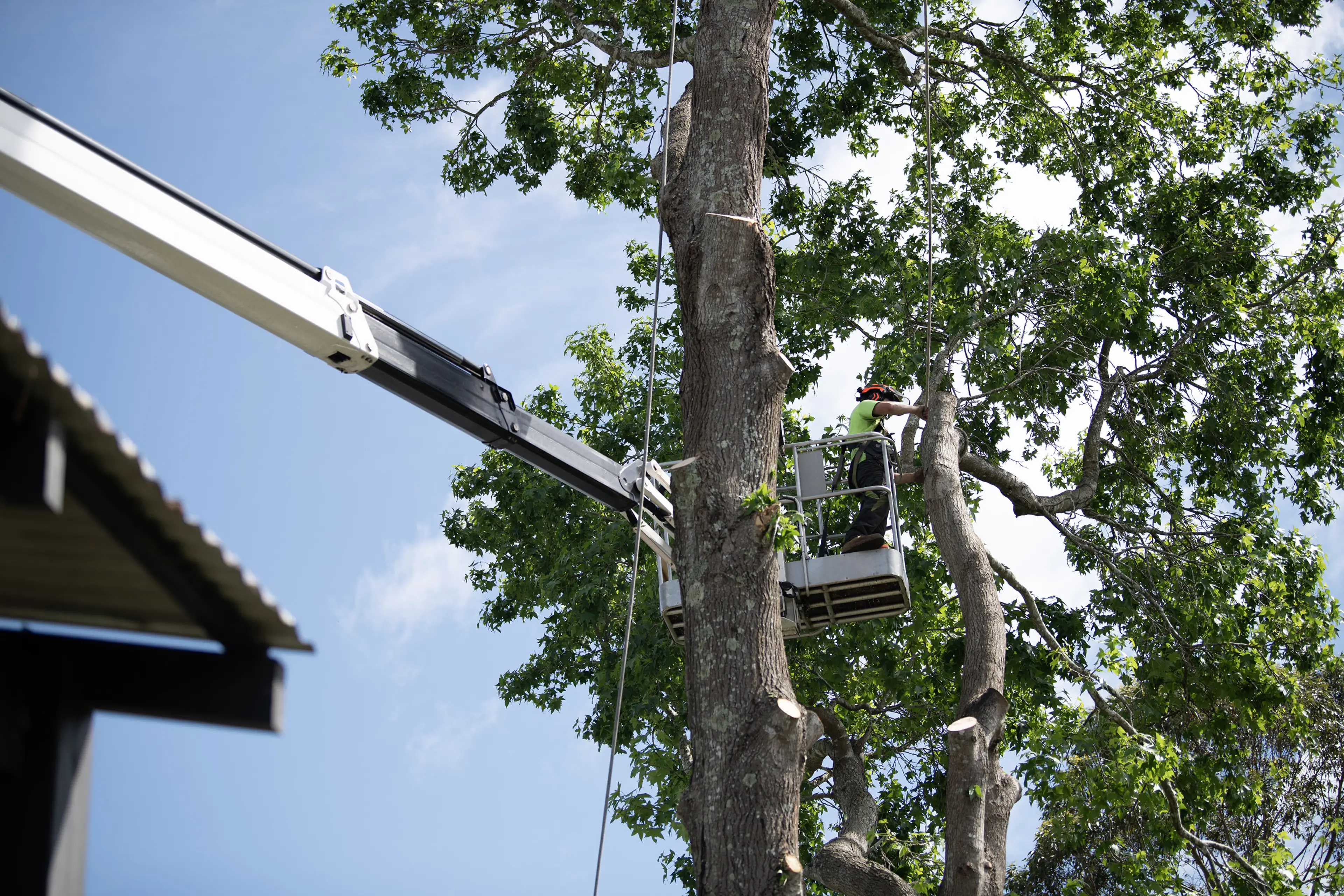 Built for Shoalhaven trees and weather